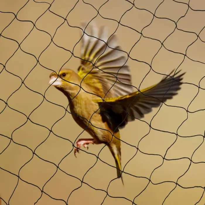 Filet anti-oiseaux en nylon pour cultures fruitières