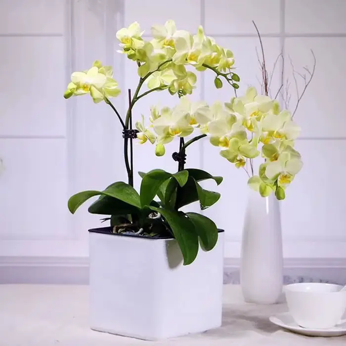 Jardinière blanche à arrosage automatique, indicateur d'eau, Pot de jardinière décoratif moderne pou